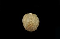 藏品(壁蜑螺)的圖片